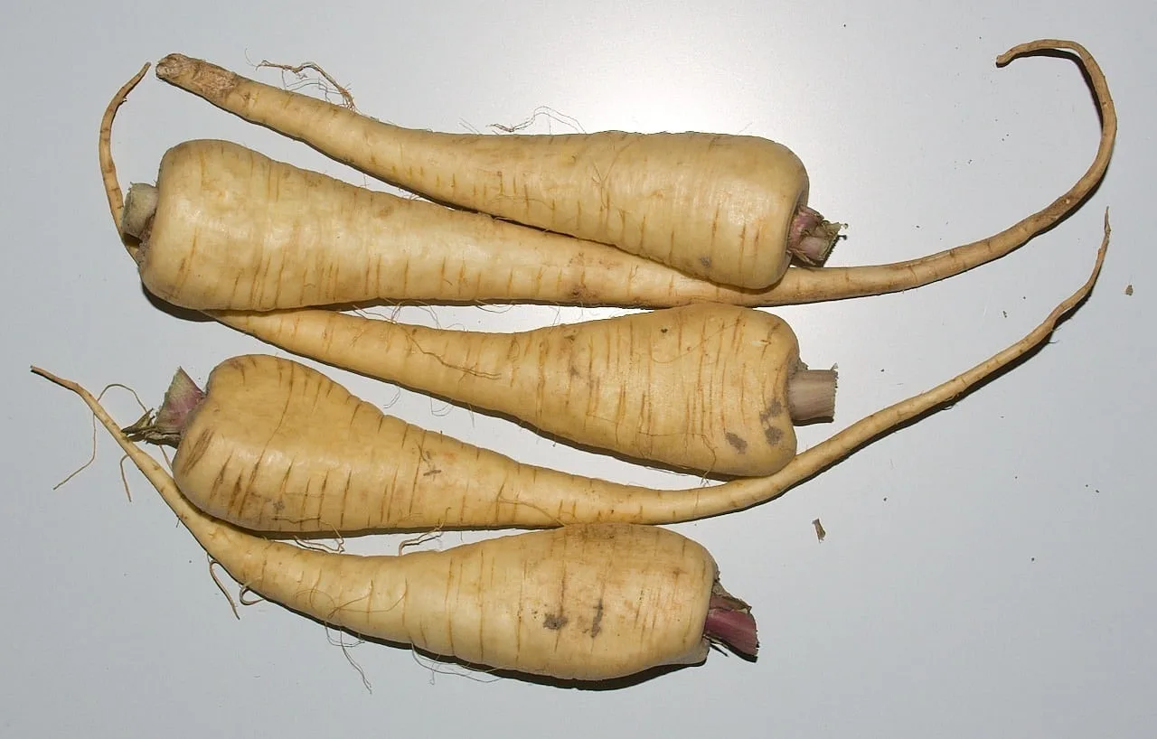 Cuisiner le panais