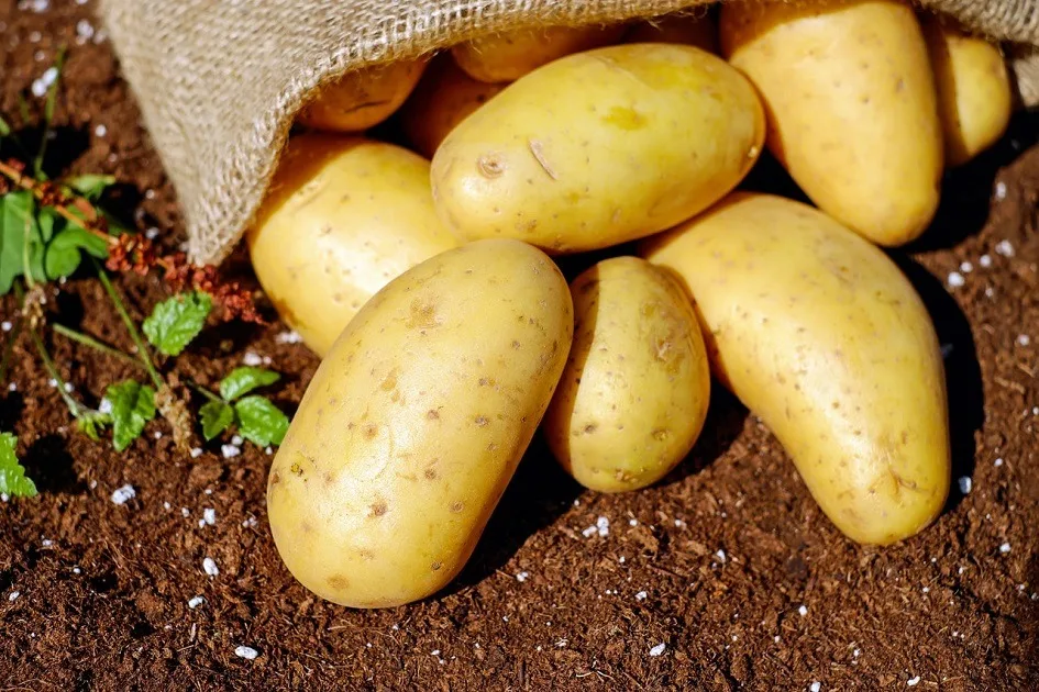 Recette de gratin de pommes de terre et de viande