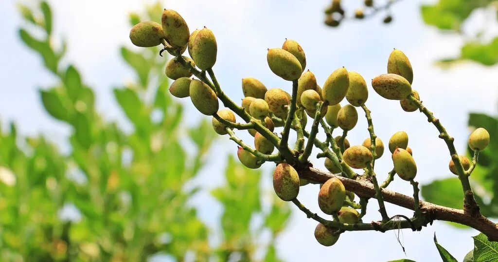 pistaches