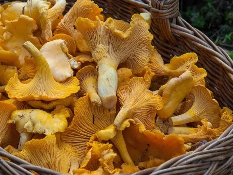 champignons pour la cuisine