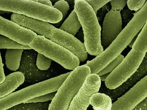 bacterie