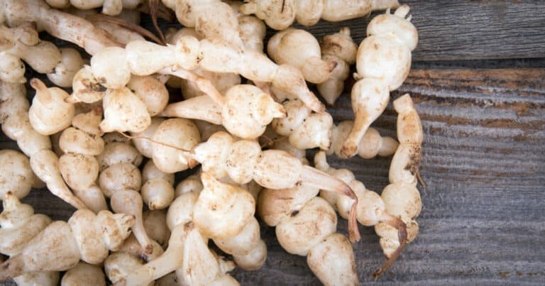 Les crosnes du Japon : Tout savoir sur le tubercule0 (0)