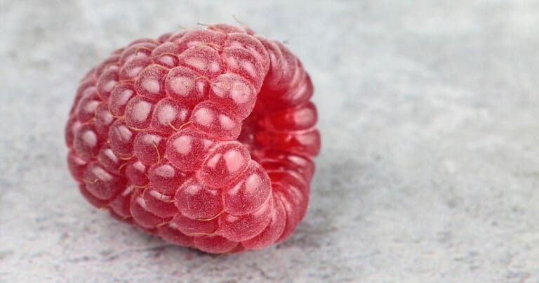 La framboise : Tout savoir sur les framboises0 (0)