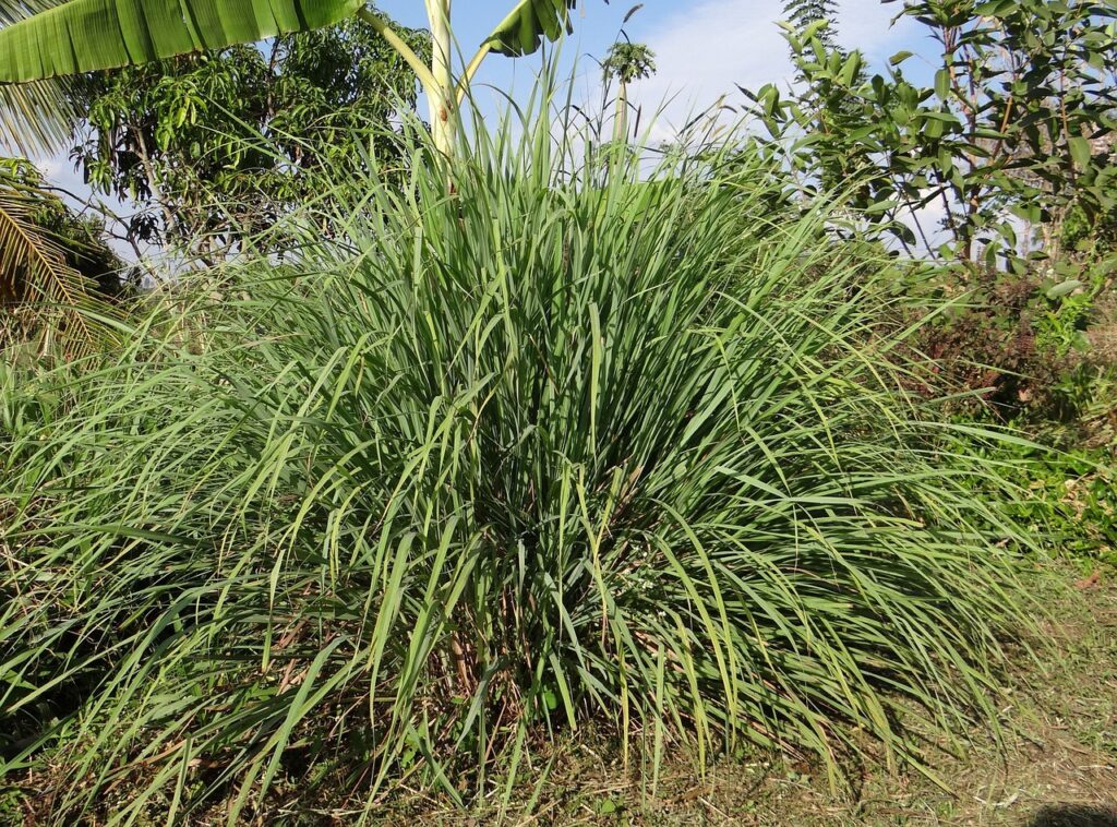 citronnelle de jardin