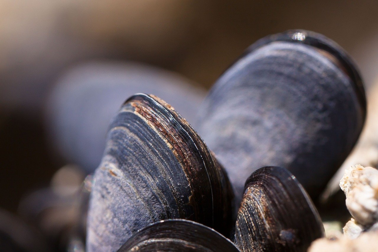 exemples de moules