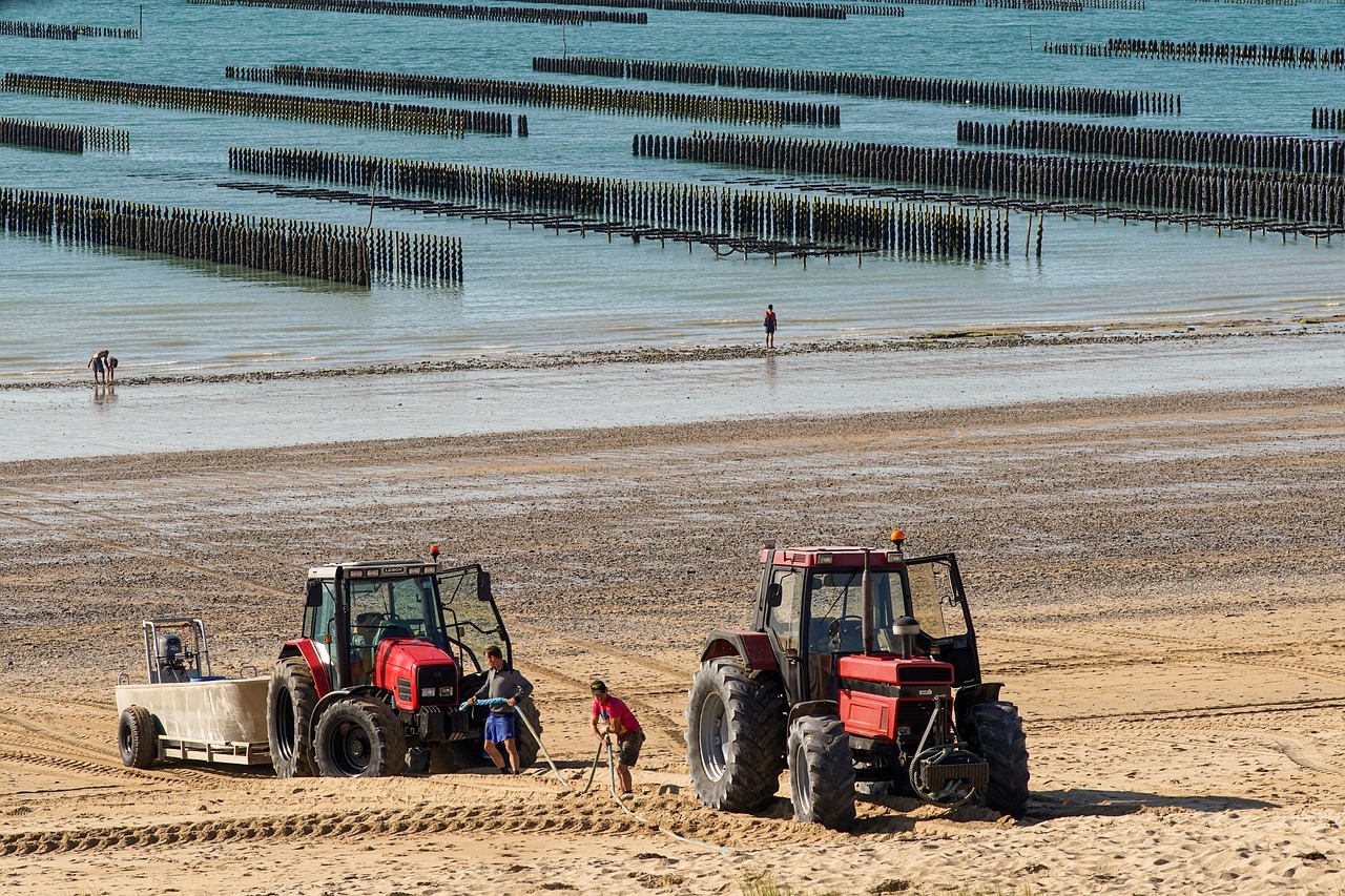 culture de la moule de bouchot