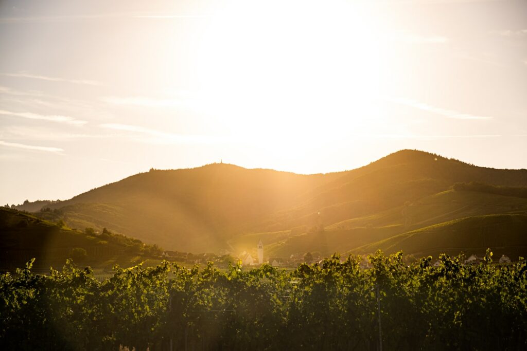 Gewürztraminer